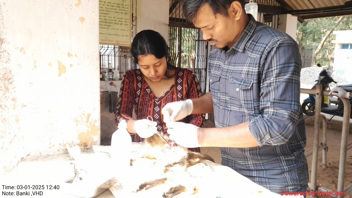 Odisha Veterinary Service Association CUTTACK tweet media