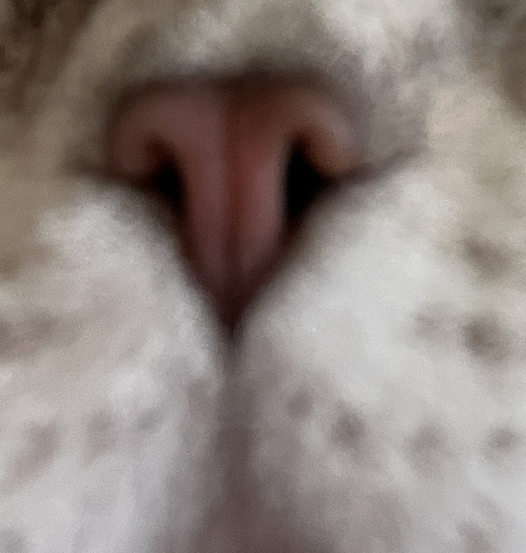 It seems my cat is a <a href="/Tesla/">Tesla</a> can we have her wages please? <a href="/elonmusk/">Elon Musk</a>