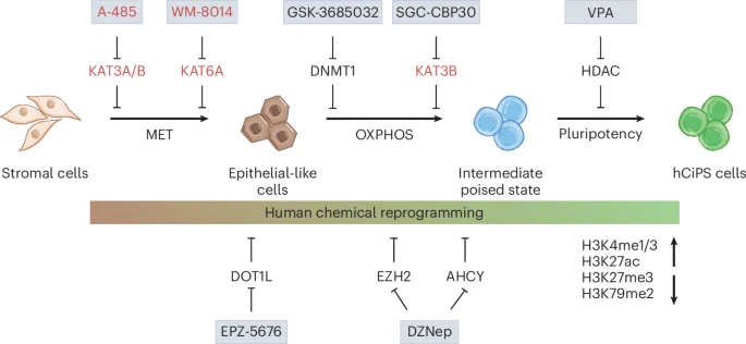 A rapid chemical reprogramming system to generate human pluripotent stem cells
nature.com/articles/s4158…
nature.com/articles/s4158…