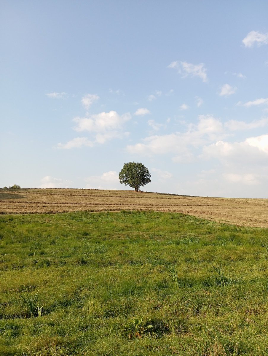 javigr96's tweet photo. Hay un árbol aqui rn Lautzenhausen, al tope de una colina, que me parece muy fotogénico, y le he tomado fotos en todas las estaciones. Cómo me gusta irlo a ver. Ojalá les guste a ustedes también. https://t.co/jOpWmiQBWS