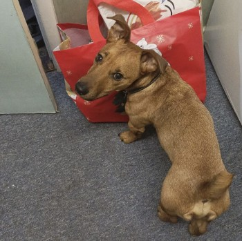 millypod1's tweet photo. HOME SAFE. THANKS FOR RT's 😊🐕🐾

🆘1 Jan 2025 #Lost #ScanMe
Orange/White Chest Jack Russell Terrier Cross Male Bury St. Edmunds #Suffolk #IP33
(last seen running into the woods behind the football stadium).  Wearing a high viz coat. https://t.co/bxxNhi89Ac https://t.co/ZmUcBjWiMx