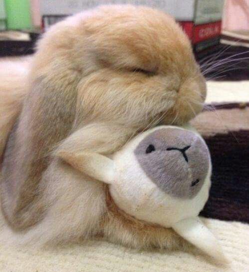 Bunnies (@bunnies) on Twitter photo 