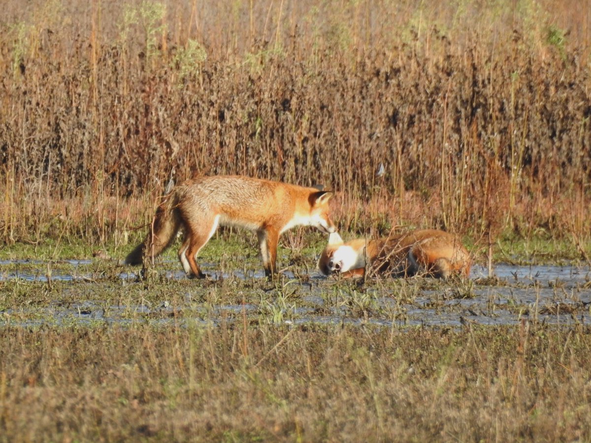 A lovely sunny wander around the #LMGP patch today. Both of yesterday's gulls reappeared - the 2w Casp and 1w Med - a better cropped pic of the Med plus original photo. Earlier 2 foxes were enjoying the sunshine on the spit.