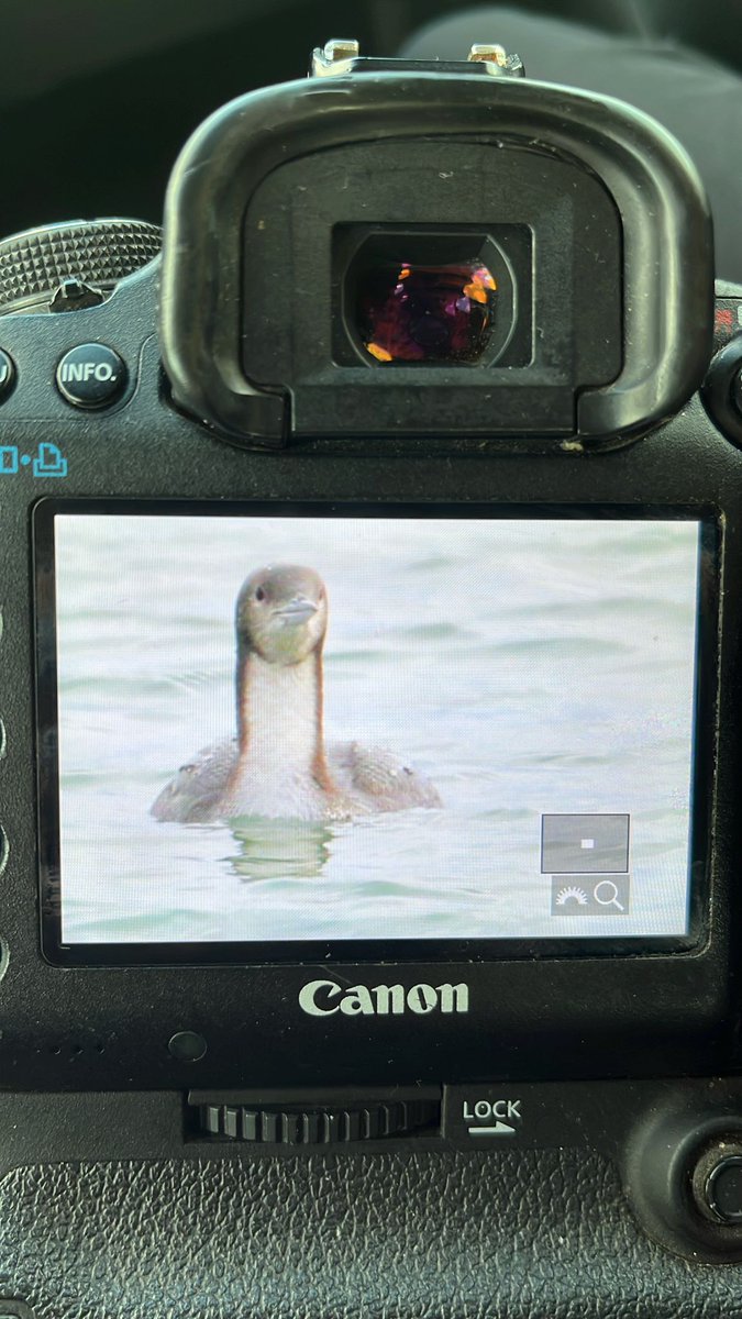 BAM! Wat een baas! Gelderlandbirder Sven Valkenburg (links) vindt de 1e #pacific_diver (pacifische parelduiker) voor NL bij NeeltjeJans. Nog net haalbaar voor donker vanuit Wageningen. Eerste nieuwe soort voor 2025 in the pocket! <a href="/dutchbirding/">Dutch Birding</a> ( foto's duiker Sven)
