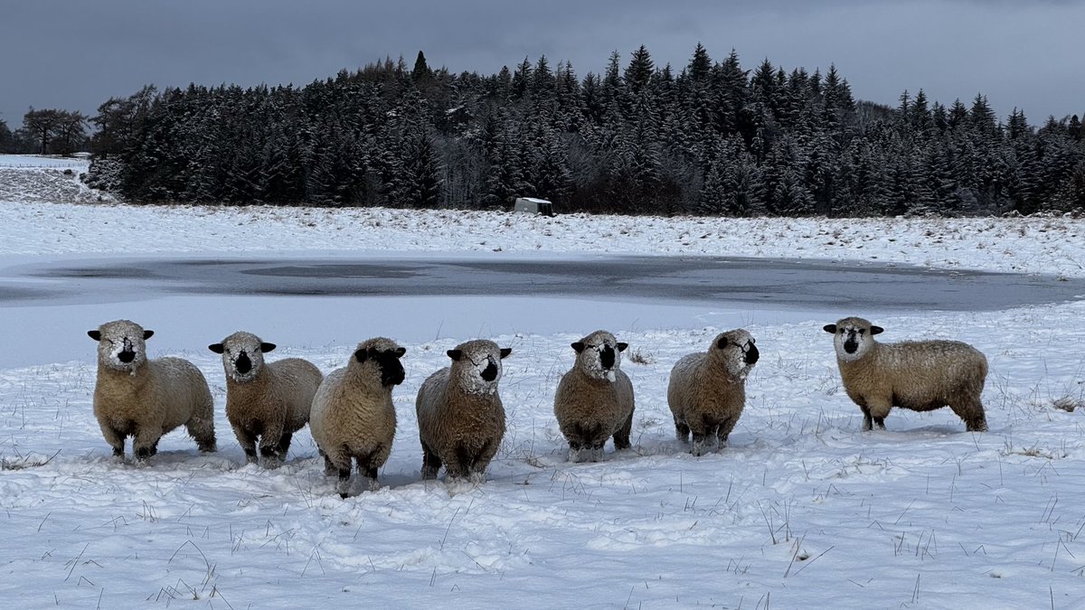 seonaidh mackenzie tweet media