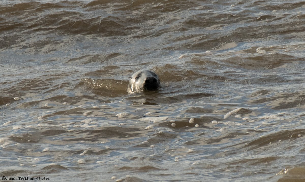 JanetMPackham💙 tweet media