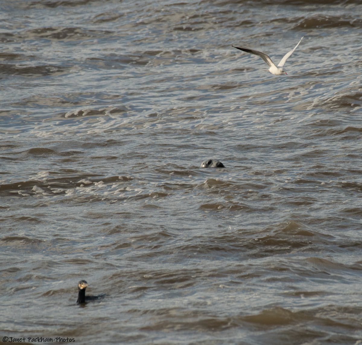 JanetMPackham💙 tweet media