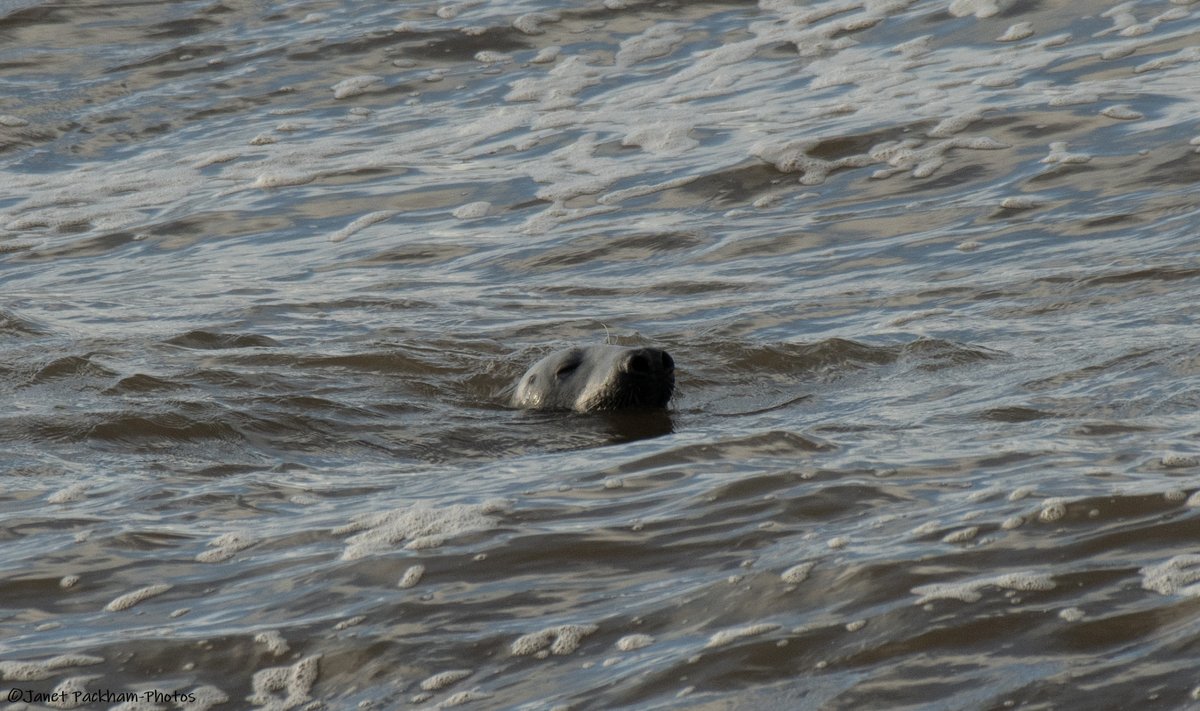 Heysham outfalls were popular today. <a href="/Lancswildlife/">Lancashire Wildlife Trust</a> <a href="/WildlifeTrusts/">The Wildlife Trusts</a>