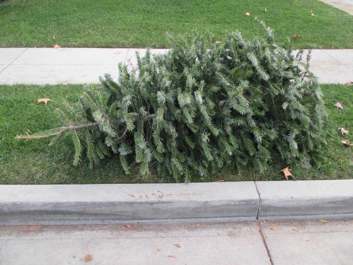 Our street crews will collect and recycle discarded Christmas trees on Jan. 6, 13, and 27. You don't have to schedule a bulky item pickup; this free service is separate from your trash pickup. Just put your tree at the curb with all decorations and lights removed.
