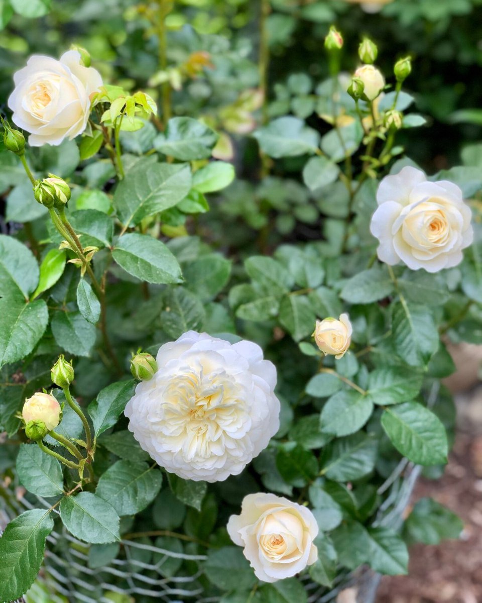 David Austin Roses (@daustinroses) on Twitter photo White roses embody simplicity and grace, adding timeless charm to any garden. Their versatility makes them an ideal choice for both modern and traditional settings.
Featured roses - Lichfield Angel (Ausrelate), Rambling Rector, Desdemona (Auskindling) & Tranquillity (Ausnoble) White roses embody simplicity and grace, adding timeless charm to any garden. Their versatility makes them an ideal choice for both modern and traditional settings.
Featured roses - Lichfield Angel (Ausrelate), Rambling Rector, Desdemona (Auskindling) & Tranquillity (Ausnoble)