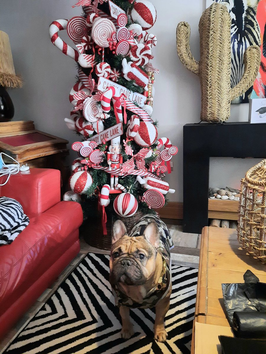 BronzyGuevara's tweet photo. He loves his new coat 😍
#Poser #Christmas #Christmastree #doglovers #Irishdog #bulldog #frenchie #Frenchbulldog https://t.co/egAhuodjLo