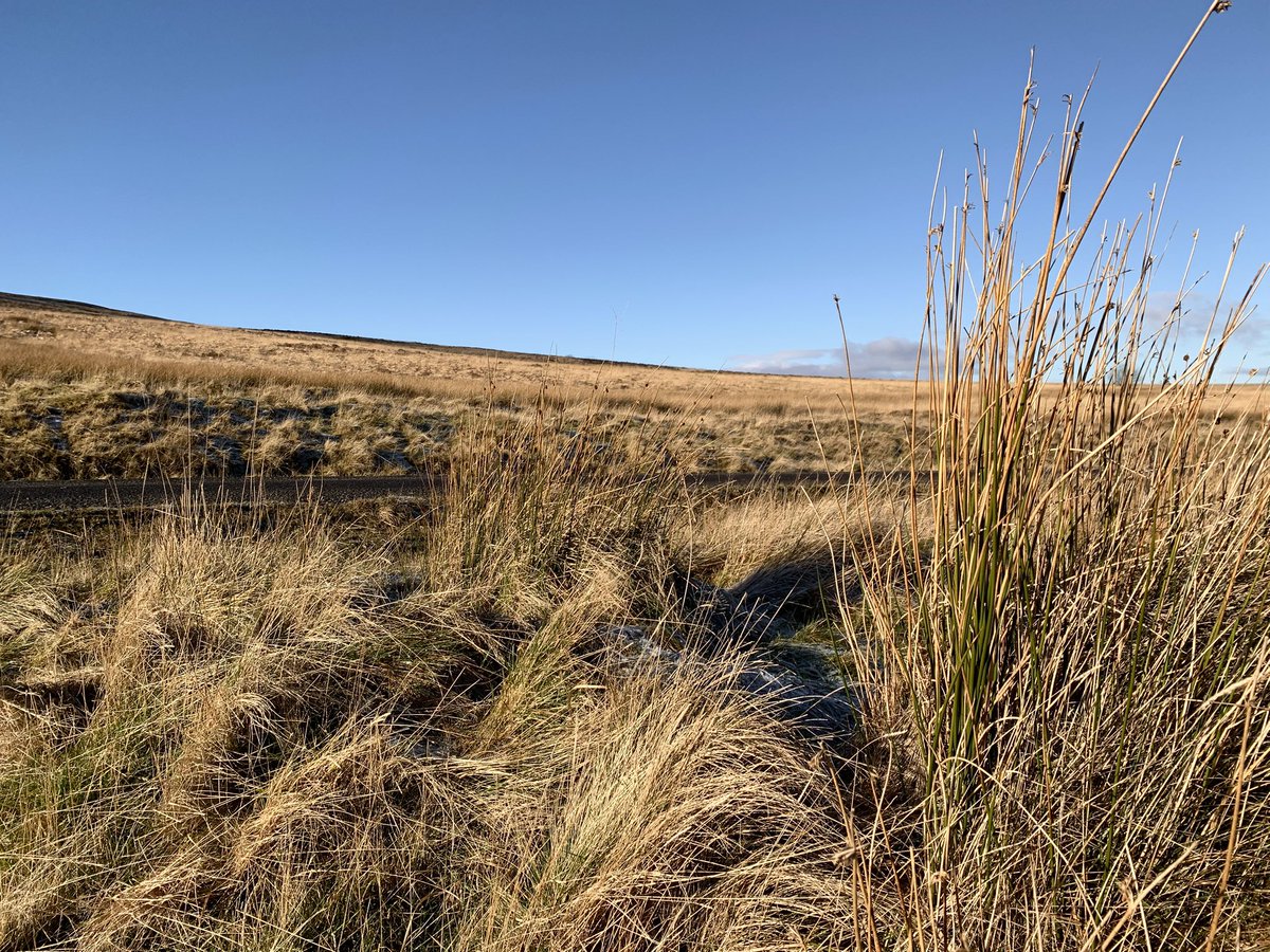 Deebs_birding's tweet photo. Beautiful morning on the Blaenavon moors. No Short-eared Owl but pairs of Stonechat and Bullfinch were a delight @GOS_birds #birds https://t.co/sxZG6zpjln