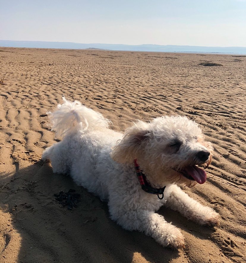 Andrew Ellis tweet media