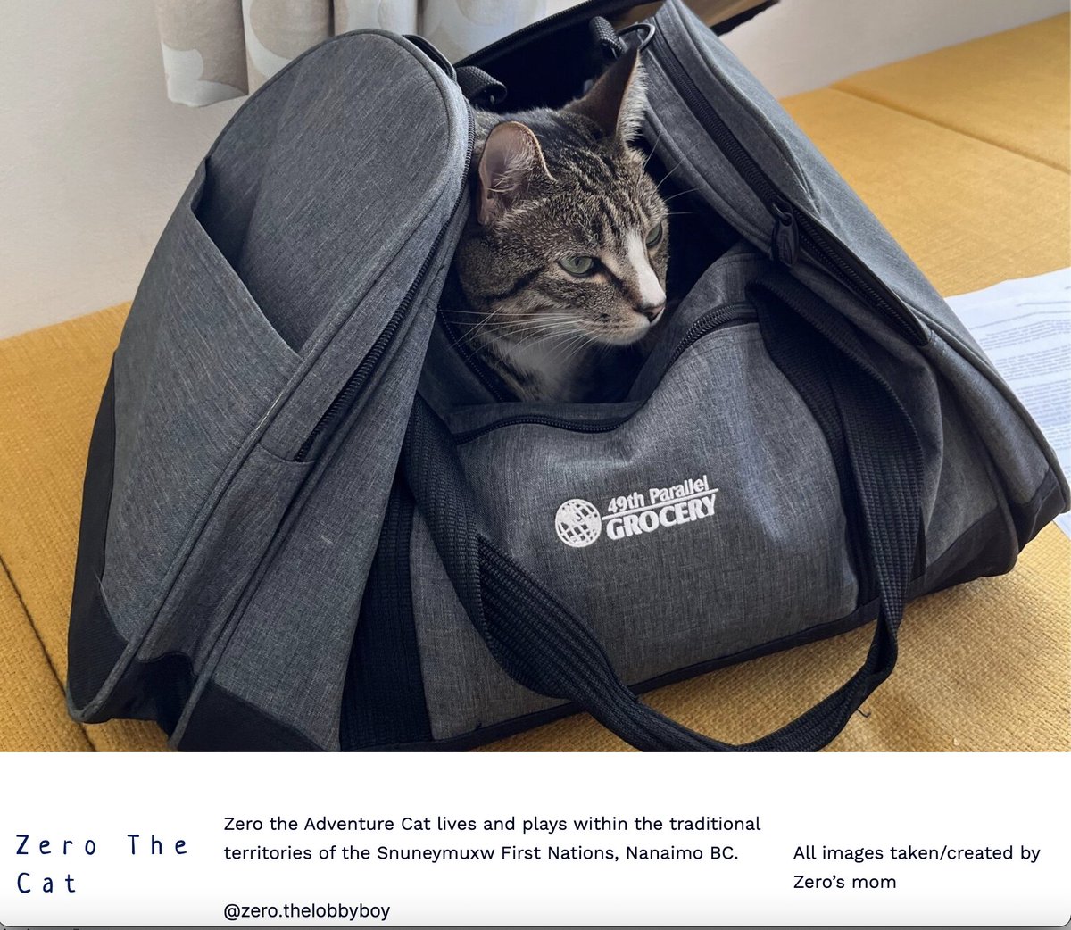 Smiled at reading the #LandAcknowledgement on #ZeroTheCat's Website.

So impressed by some of my @BCIT students' websites - creative, funny, thought provoking &amp; forward thinking.

For a smile in your day, go for a ramble with Zero: zerothecat.ca

#BCIT #StoryToGo