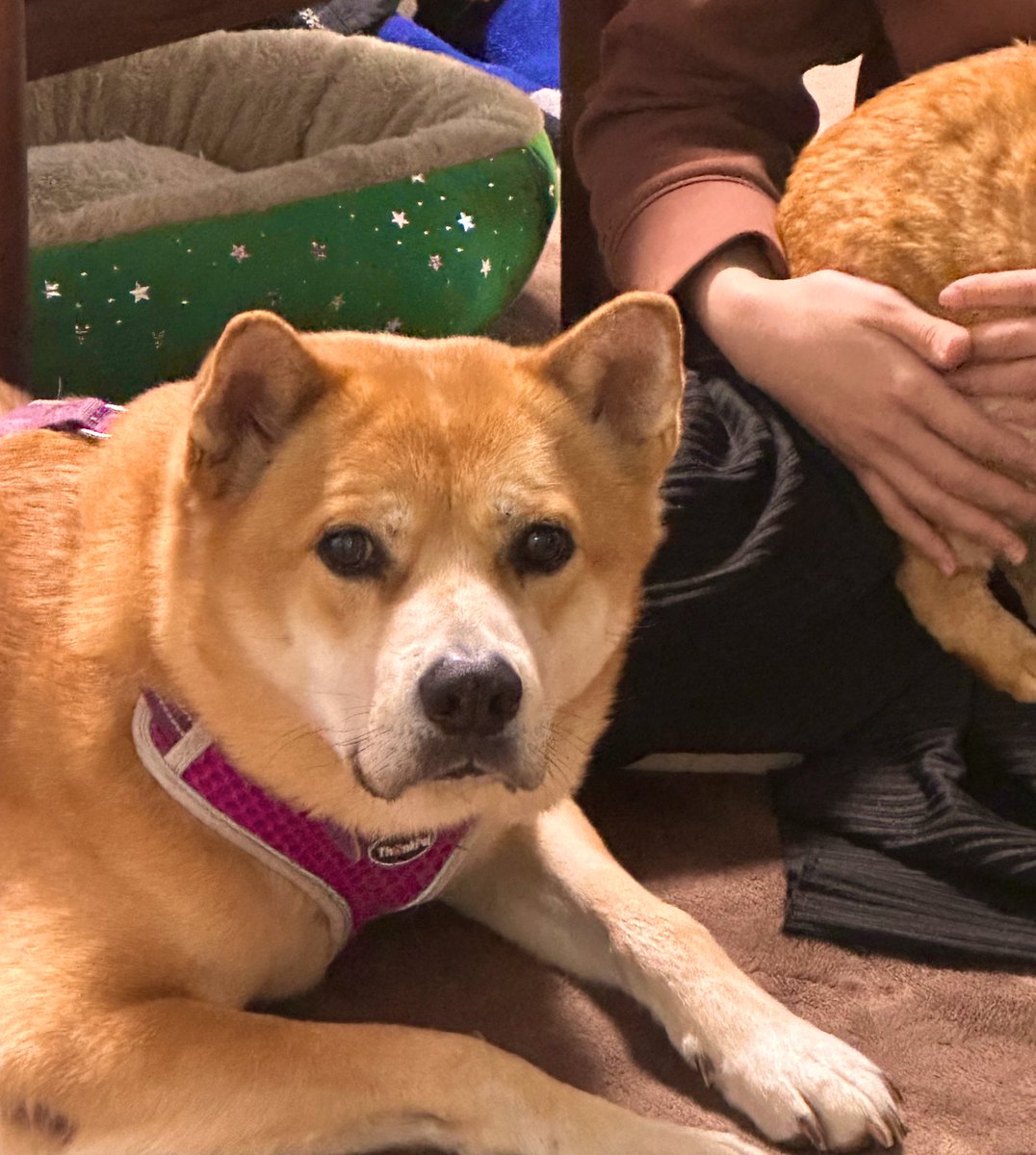 buruno525's tweet photo. 雑種犬で保護犬だけど…こんなにかわいいうちの子🐕🩷
見てやってくれませんか❓

#犬好き
#犬派だけど猫も好き
#犬との暮らし
#犬は賢い
#雑種犬
#大型犬 https://t.co/mbdFbvqT9c