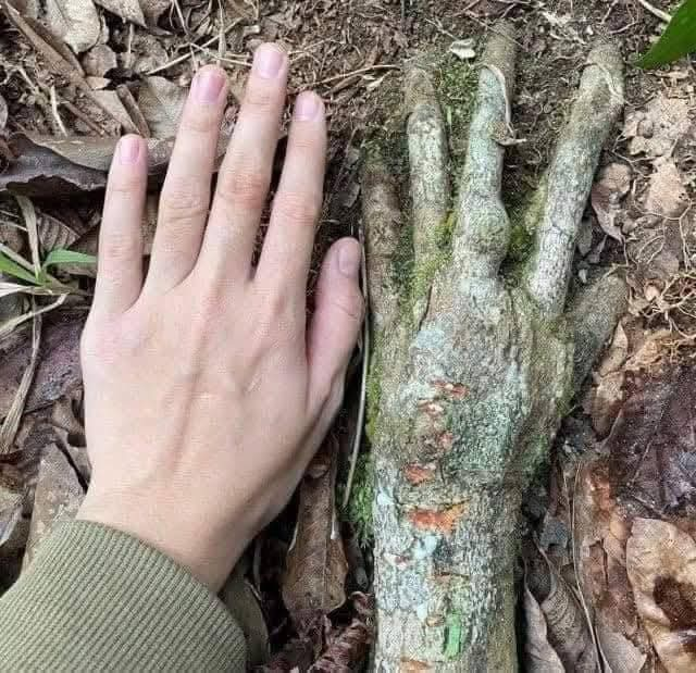 LealtadSabia's tweet image. Los Misterios Ocultos de la Madre Naturaleza👁🗨
————► Hilo de sincronicidades que te dejarán patidifuso.