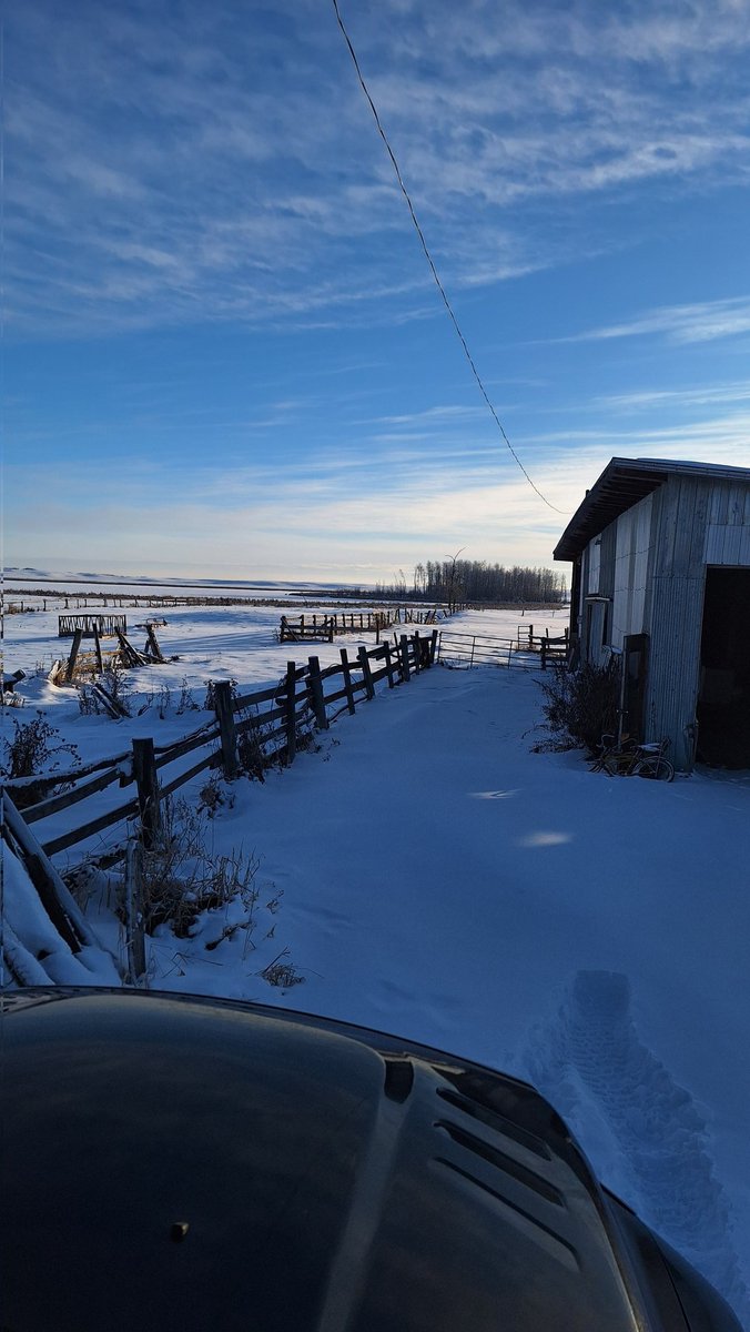 MavMorningstar's tweet photo. Good morning from Morningstar and farm 🖤 I hope you have a wonderful day ! https://t.co/4Cjohl1Pby