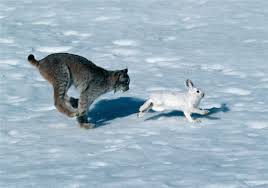 New study highlights how Canada lynx and snowshoe hare behaviours mirror their 10-year population cycles. Increased vigilance and movement during scarcity reflect predator-prey dynamics. #WildlifeResearch #Ecology 🐰🐾
doi.org/10.1016/j.ecol…