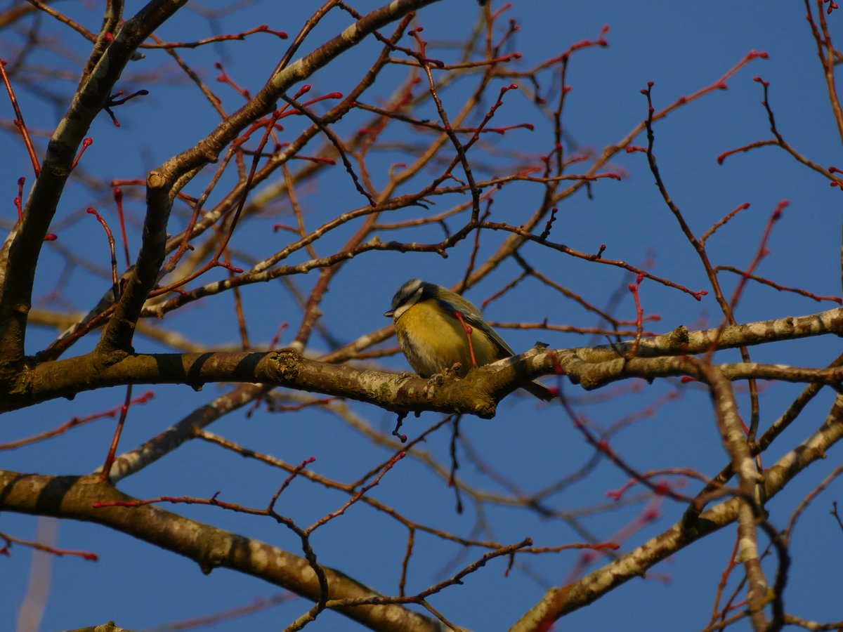 What birds have you spotted lately? Share your photos and sightings with us! 👇

📷 Blue Tit - Daisy S

#EssexWildlifeTrust #BirdSightings #BirdSpotting