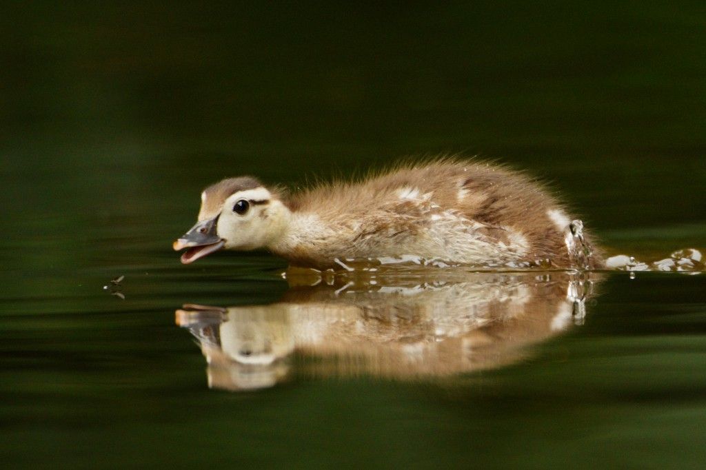 Have you ever seen a Wood Duck nest? Wood Ducks are cavity-nesters and typically build their nests in trees. You can also build a nest box for them using free plans from the NestWatch website! buff.ly/2PHvDxD 

📷: Wood Duck by Alan Petersen