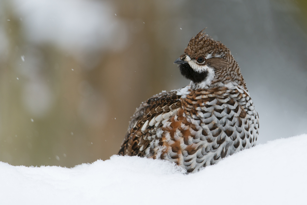 Connaissez-vous cet adorable oiseau menacé d'extinction ?

La gélinotte des bois fait l'objet d'un suivi au Parc Chasseral, mais la méthode pour la repérer a dû être adaptée à cause de la neige qui se raréfie.

Plus d'infos : bit.ly/communique_gel…

#parcchasseral #biodiversite