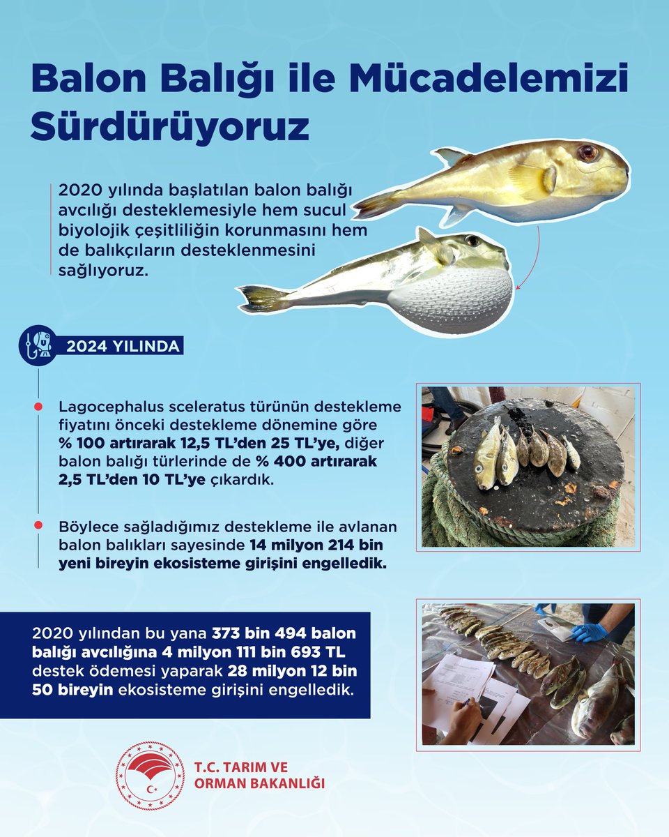 🌊 Balıkçılarımız da, denizlerimiz de kazanıyor.

🐡 2020'de başlattığımız balon balığı avcılığı desteğiyle biyolojik çeşitliliği koruyor, balıkçılarımıza ekonomik destek sağlıyoruz.