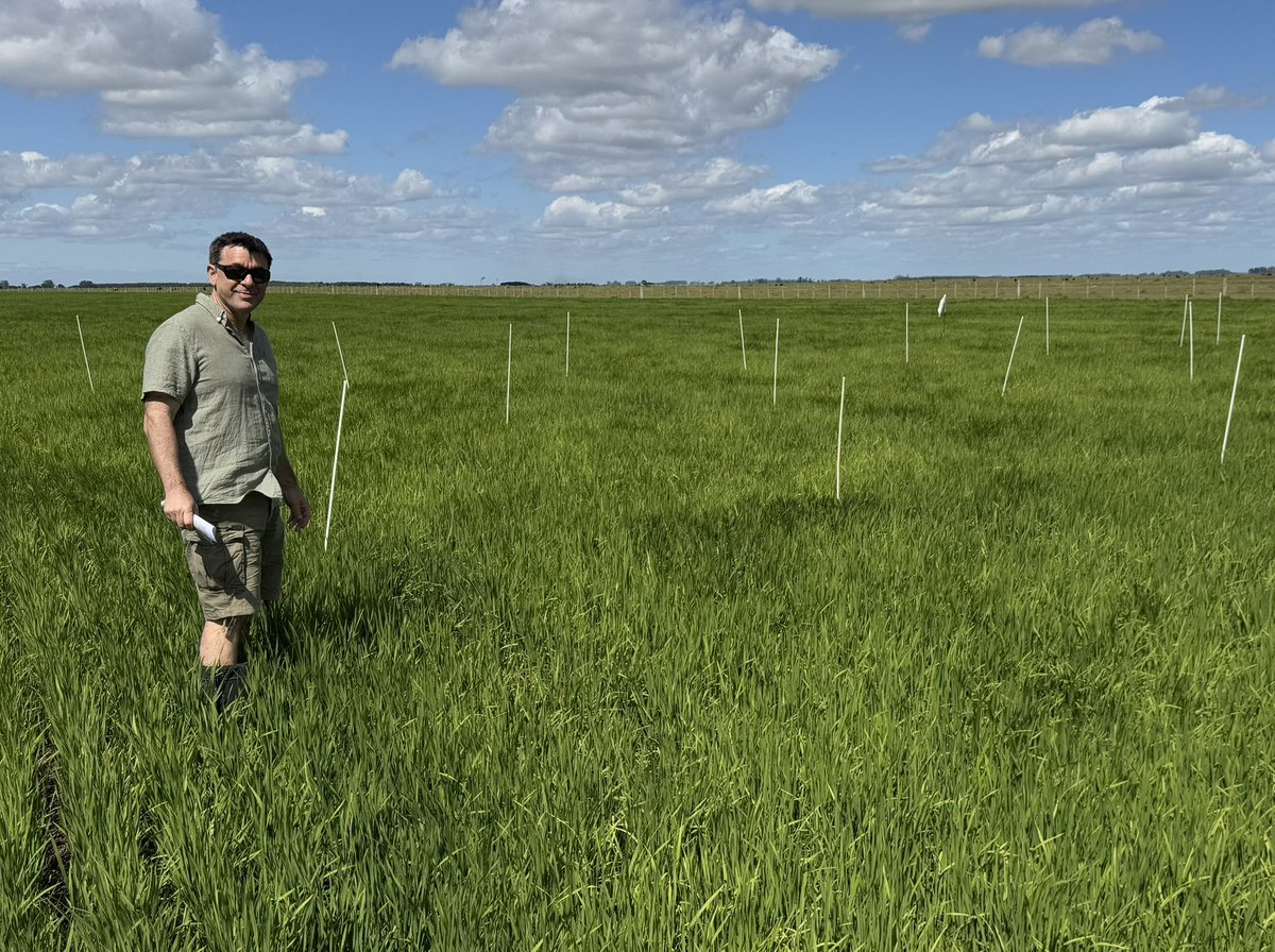 nutriavanza's tweet photo. Tercer año de ensayos con ASINAGRO en #ARROZ🌾 para nuestro Programa #VALIDAR🇺🇾
✅ Zinc🇫🇷
✅ Bioestimulantes🇫🇷
✅ Nitrógeno líquido🇫🇷
✅ Sílice🇫🇷

Gracias @Ignafalero @patofer44 @Zorrilla6Hernan
#Nutriavanza @agroterrauy 🇺🇾 https://t.co/VUtb6IcBnw