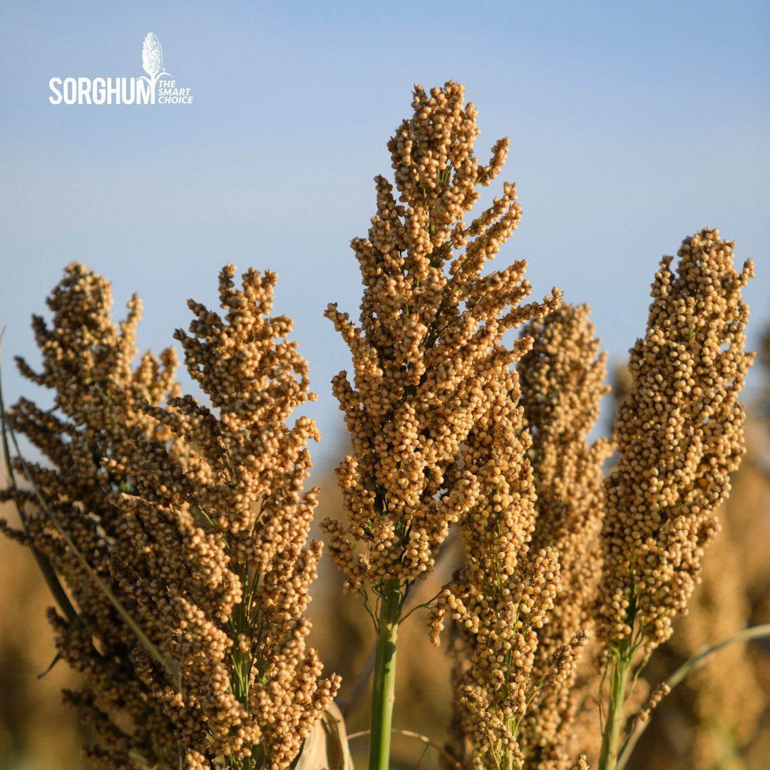 Prevent sorghum lodging before it happens! In our latest Agronomy Insights article, Sorghum Checkoff Agronomist Brent Bean outlines the causes of lodging and how you can prevent it. For the article, visit loom.ly/SzJ0awk #SorghumSustains #AgronomyInsights