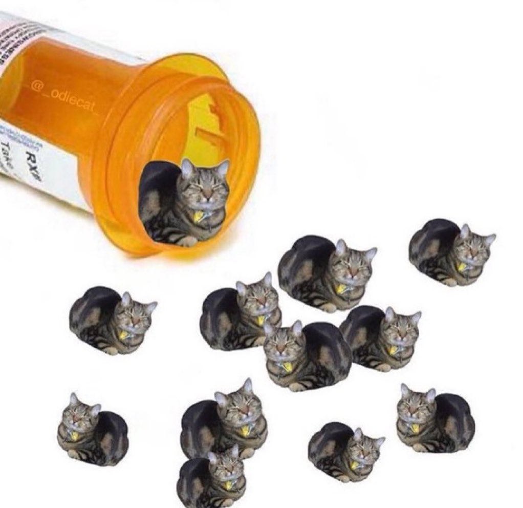 gatinarios's tweet image. não esqueça de tomar seus remédios