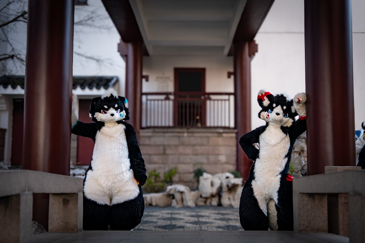 新年的第一个毛五从兄弟合照开始w
📷：<a href="/WildNo96/">WildNo96🔜 ？</a> 
#FursuitFriday