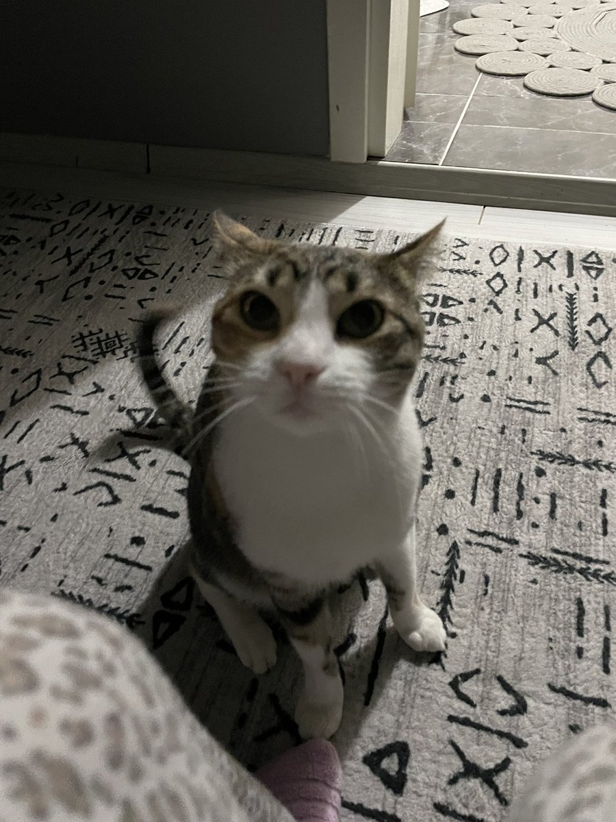 Bem bıgdım bu amne kadından

#kedi #kediler #cat