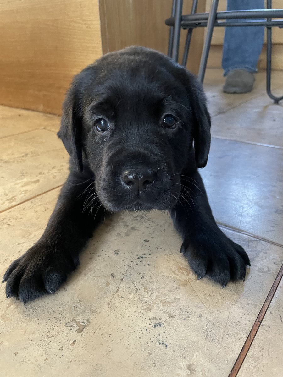 Could you welcome a future lifesaver into your home and help with the early stages of its training to become a Medical Alert Assistance Dog?

We urgently need need volunteer Puppy Socialisers to help us give the gift of safety and independence to our clients with complex health