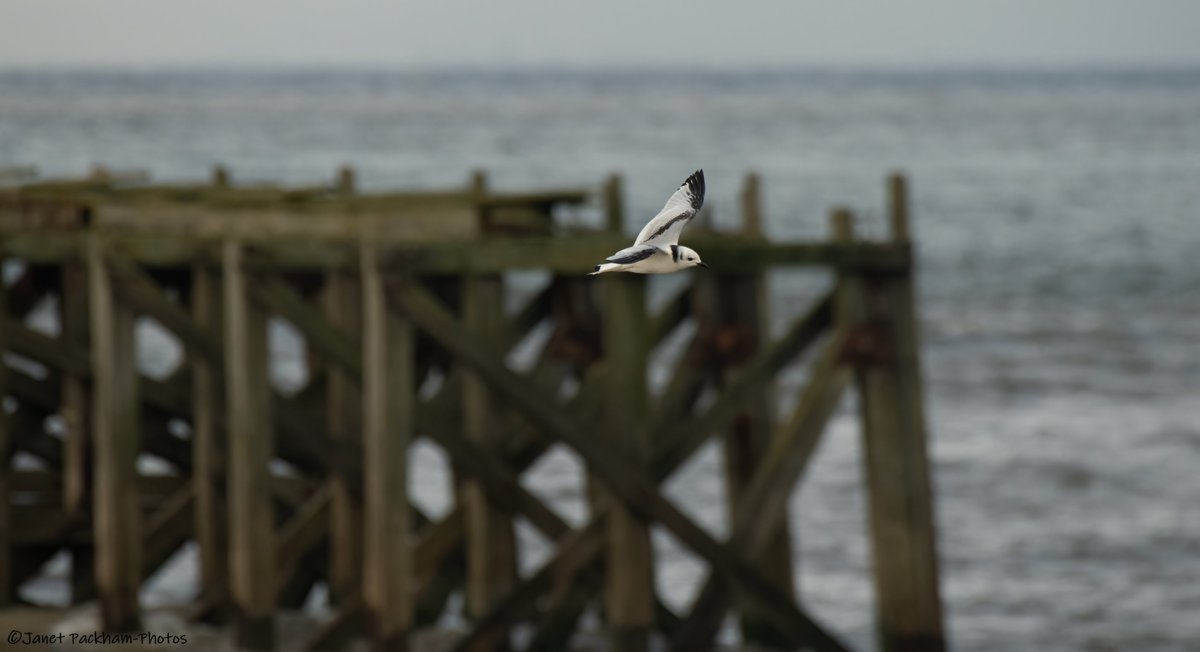 JanetMPackham💙 tweet media