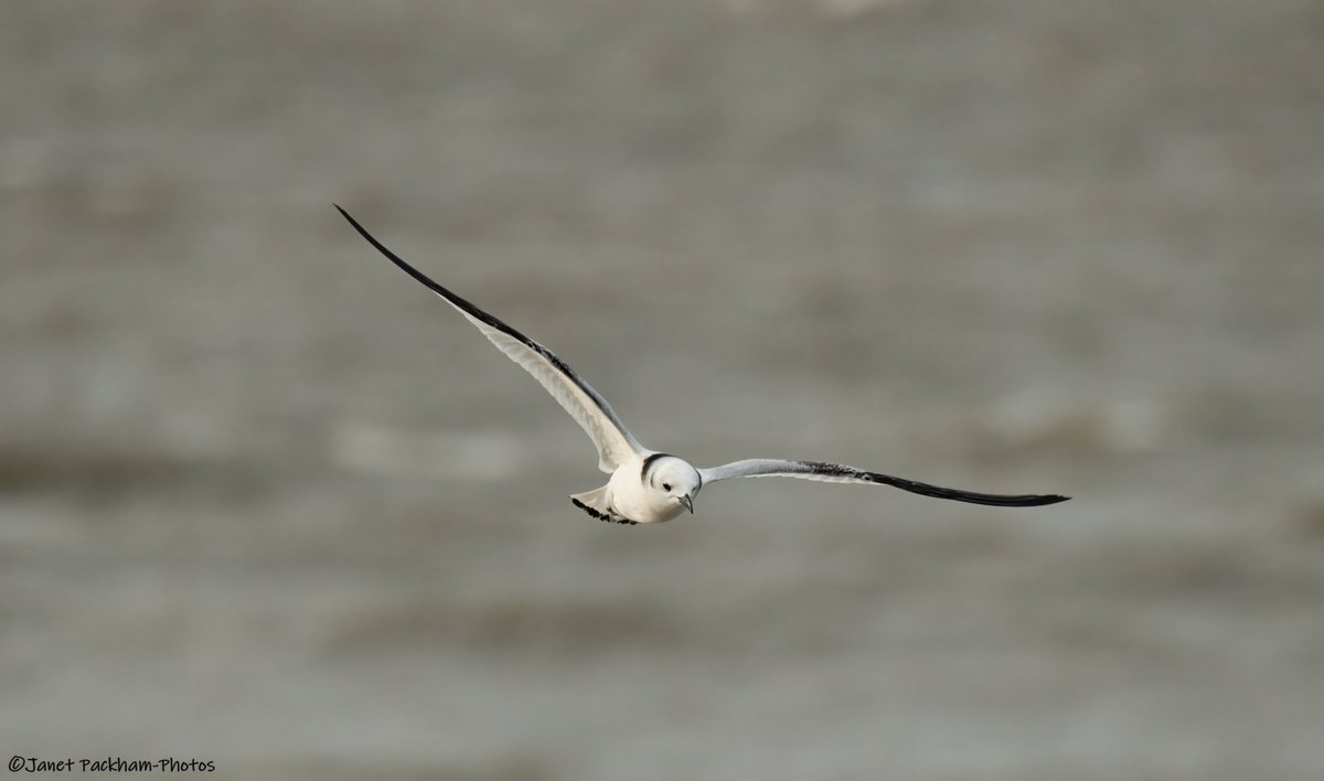 Kittiwake still hanging around the outfalls at Heysham. <a href="/Lancswildlife/">Lancashire Wildlife Trust</a> <a href="/WildlifeTrusts/">The Wildlife Trusts</a>