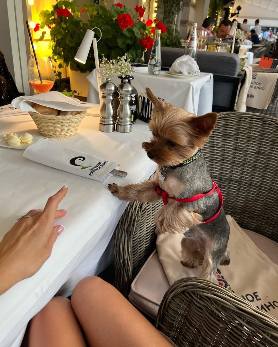 The best things in life are rescued.