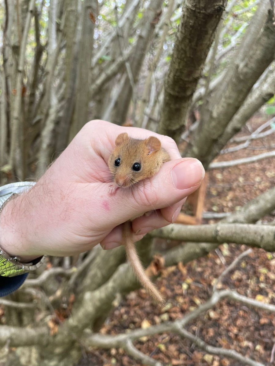 ecosupportltd's tweet photo. 😴 Did you know there are only three UK mammals that truly hibernate? Dormice, bats and hedgehogs!🐭🦇🦔

Hibernating is a state of inactivity characterised by lower body temperature, slower breathing and heart rate, and lower metabolic rate 💤

#UKWildlife #Hibernation https://t.co/31ErkSVKVd