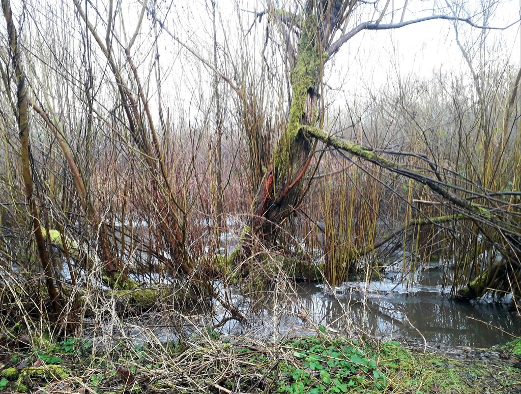 iangcinco (@iangcinco) on Twitter photo <a href="/FoHighfieldCP/">Friends of Highfield Country Park</a> Local Nature Reserve. Les zones humides, aprés le deluge. <a href="/FoHighfieldCP/">Friends of Highfield Country Park</a> Local Nature Reserve. Les zones humides, aprés le deluge.