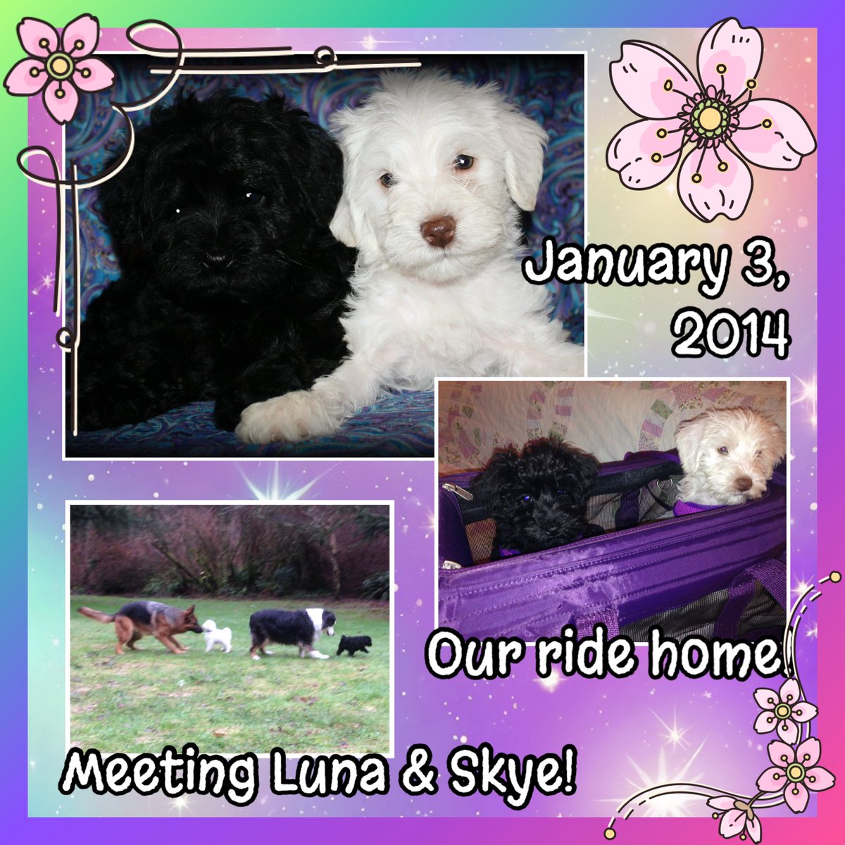 𝓩𝓲𝓹🐾𝓩𝓸ë🐾𝓜𝓸𝓶👩🏻🌾~✨🕯𝓛𝓾𝓷𝓪🐾✨~ (@whidbeygypsy) on Twitter photo 🍃💕🌸💕🌸💕🍃
We are celebrating the best day in our lives when Mom brought us home from our rescue friends at 8-weeks old! 
After 50 years of large working dogs, we had lots of surprises for her! 
Mom & our sisfurs helped us become the best dogs we could be!
We love them💕 🍃💕🌸💕🌸💕🍃
We are celebrating the best day in our lives when Mom brought us home from our rescue friends at 8-weeks old! 
After 50 years of large working dogs, we had lots of surprises for her! 
Mom & our sisfurs helped us become the best dogs we could be!
We love them💕