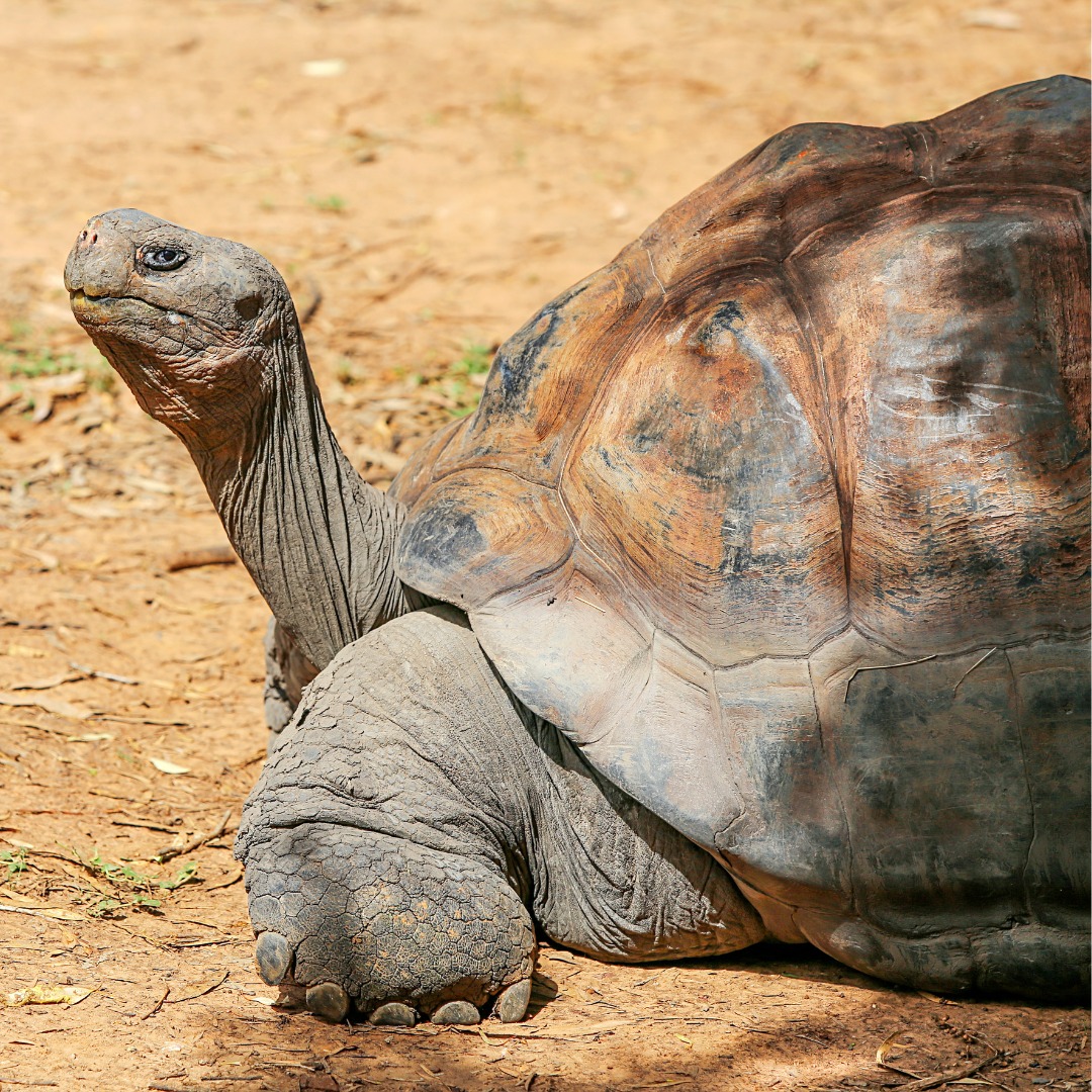 insiders_ec's tweet photo. 📷 Discover the Majestic Giant Tortoises of Galápagos!
Step into a world where time stands still and meet the legendary Giant Tortoises of the Galápagos Islands. 📷 These gentle giants, some over 100 years old, roam freely in their natural habitat! https://t.co/qPpE67yp5R