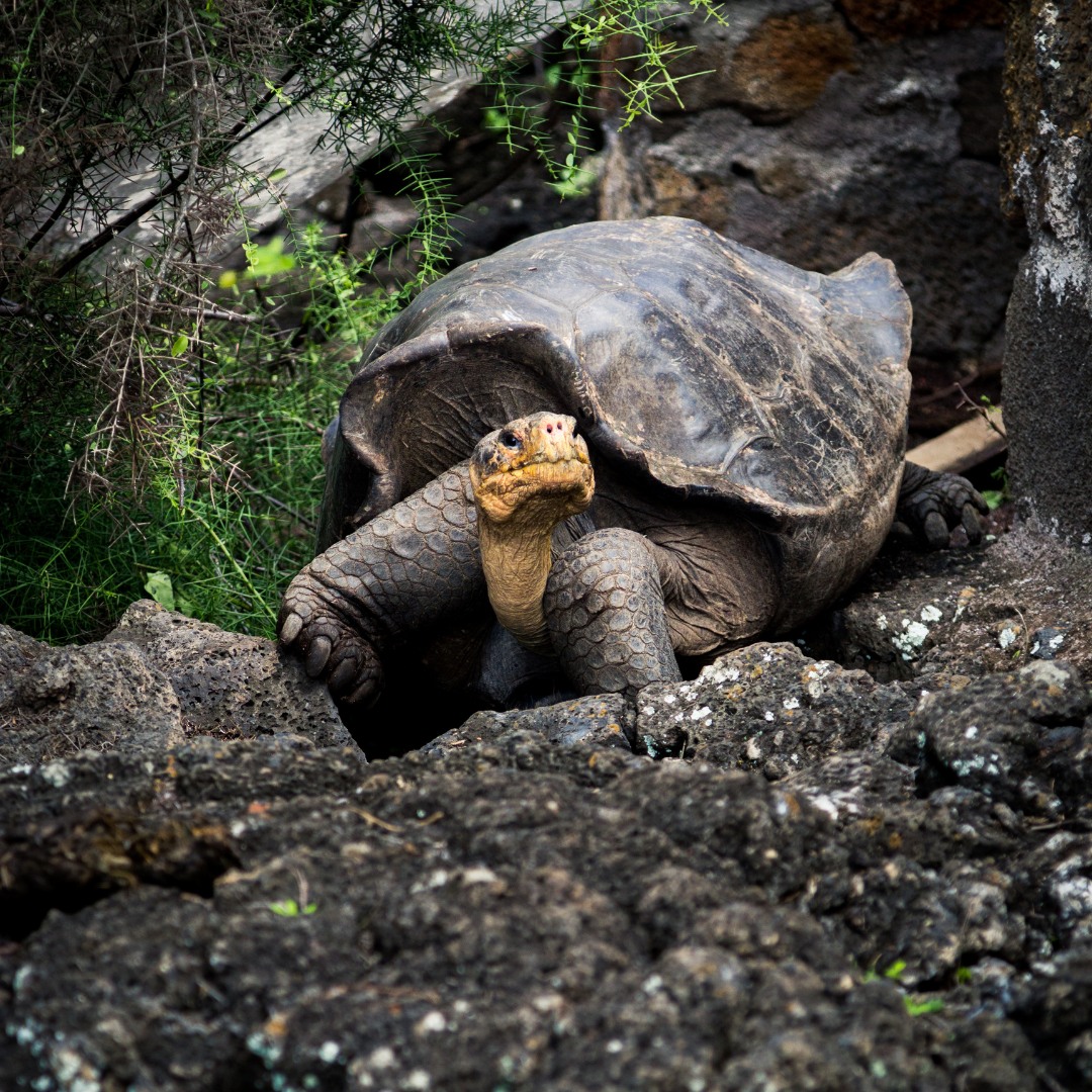 insiders_ec's tweet photo. 📷 Discover the Majestic Giant Tortoises of Galápagos!
Step into a world where time stands still and meet the legendary Giant Tortoises of the Galápagos Islands. 📷 These gentle giants, some over 100 years old, roam freely in their natural habitat! https://t.co/qPpE67yp5R