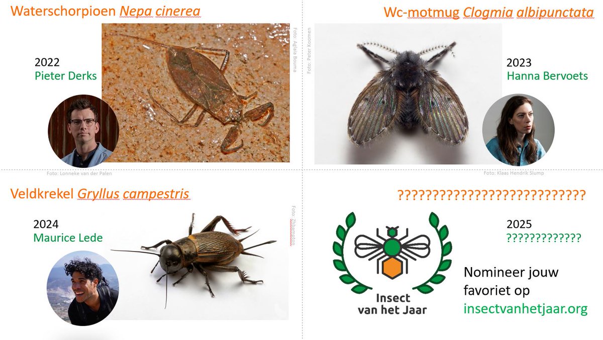 Wat wordt het Insect van het Jaar 2025? De nominaties stromen al binnen! Daarvan zullen 5 bijzondere soorten de shortlist halen waarop mensen in maart kunnen stemmen. Wil je dat jouw favoriet kans maakt? Nomineer dan nu op insectvanhetjaar.org/verkiezing/