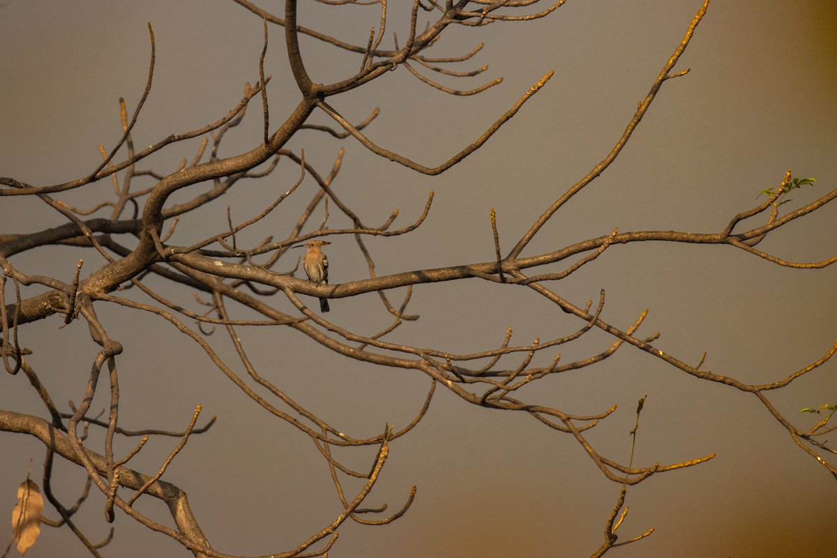 Backlit and facing the sun, Hoopoe in different light.

#birdwatching 
#photooftheday 
#birdphotography 
#backyard 
#lightchaser 
#MorningVibes 
#HappyNewYear