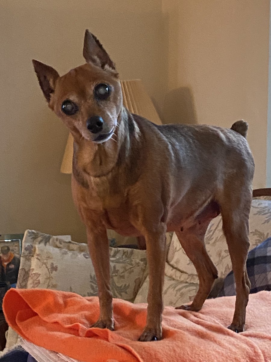 Snapper_Vol's tweet image. My little girl crossed that Rainbow Bridge this morning!!
Thanks Lexi for all the sweet and hectic years! Rest Now!