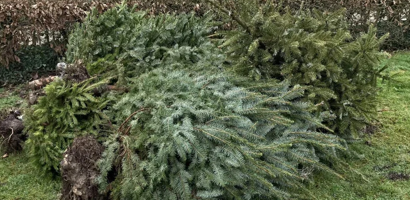 wapserveencomm's tweet photo. Daar liggen ze weer de ondergewaardeerde , afgewaardeerde KERSTBOOM
in het kader van BABYSTAPJES #Duurzaamheid 
Breng de kerstboom met kluit bij mij ! 
wees vlug misschien krijg je er wel een echte kerstgedachte voor terug !
#Aktie #Wapserveen #Duurzaam #Drenthe https://t.co/1TNLxjQ8X2