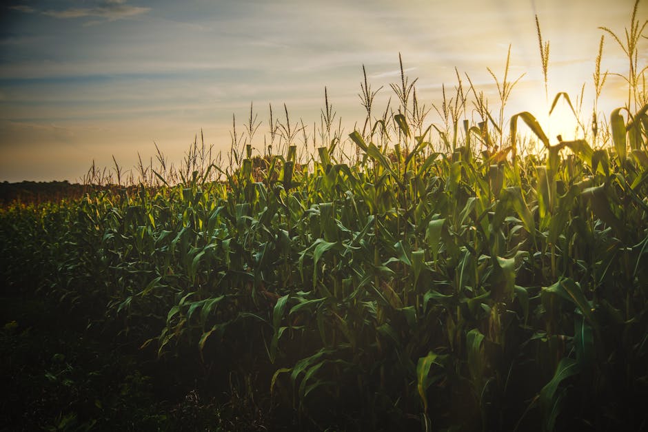 heuringcropins's tweet image. Heuring Crop Insurance is more than just policies—we’re partners in your success! From crop insurance policies to tailored solutions, we help farmers grow with confidence. Let’s protect your passion. 🌟 #FarmingFuture #CropSecurity