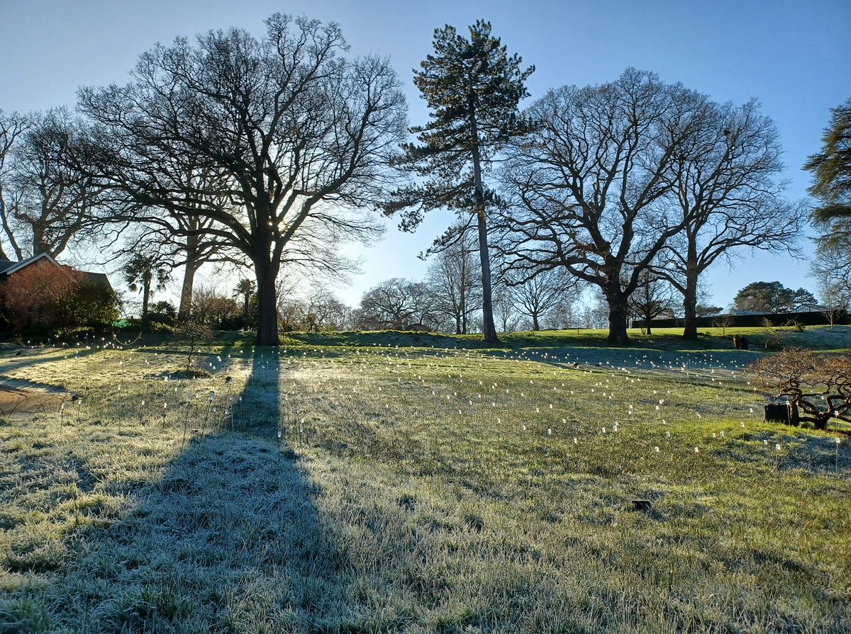 BraxM's tweet photo. A good day to admire trees... @RHSWisley https://t.co/87XIqDKRDp