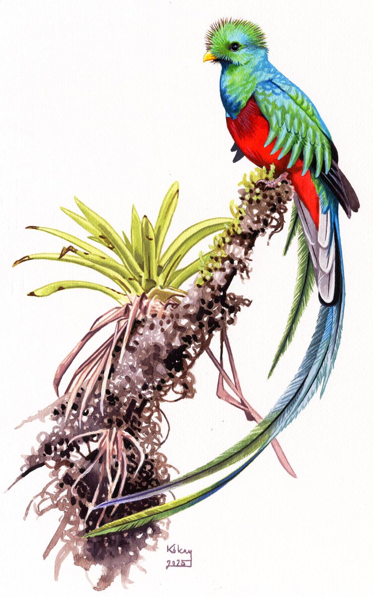 I would like to wish you all Happy New Year with my first painting of 2025: a Resplendent Quetzal (watercolor on paper). Never seen one, but it is a dream, especially because I would love to paint it in its rainforest habitat. I would like to thank you for following me last year!