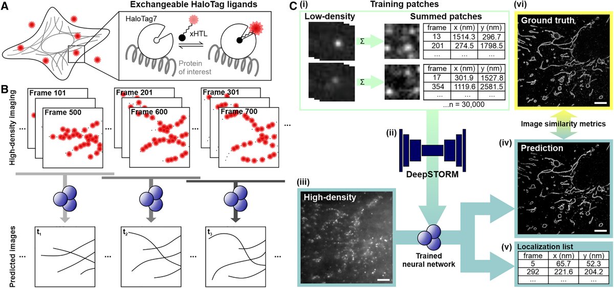 Cell Press (@cellpressnews) on Twitter photo Neural network-assisted single-molecule localization microscopy with a weak-affinity protein tag
Trending biophysics research from <a href="/BiophysReports/">Biophysical Reports</a>
hubs.li/Q030jgF90 Neural network-assisted single-molecule localization microscopy with a weak-affinity protein tag
Trending biophysics research from <a href="/BiophysReports/">Biophysical Reports</a>
hubs.li/Q030jgF90
