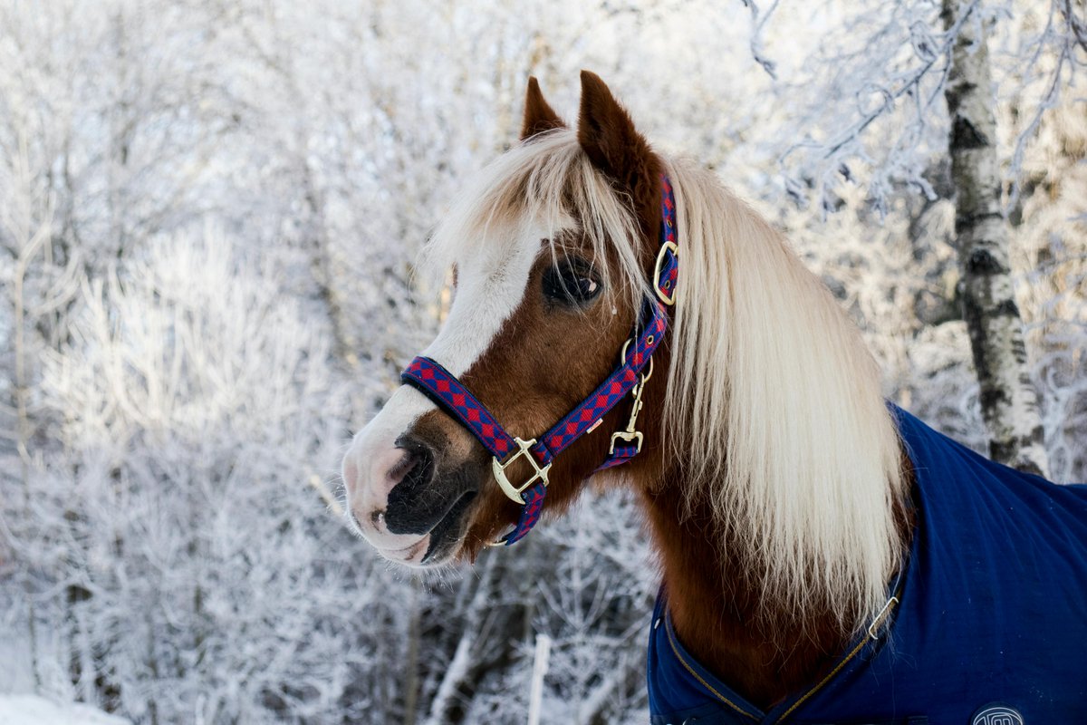 survivalready74's tweet image. Let’s show our outdoor animals some extra love and care this winter! 📷📷📷
#WinterAnimalCare #ColdWeatherPets #WinterCare #FurryFriends #horsesinsnow #horsesinsnow #horsesinsnowfall #horsesinsnowfield #livestockinsnow #livestockinwinter #livestockinwintersucks #chickensinsnow