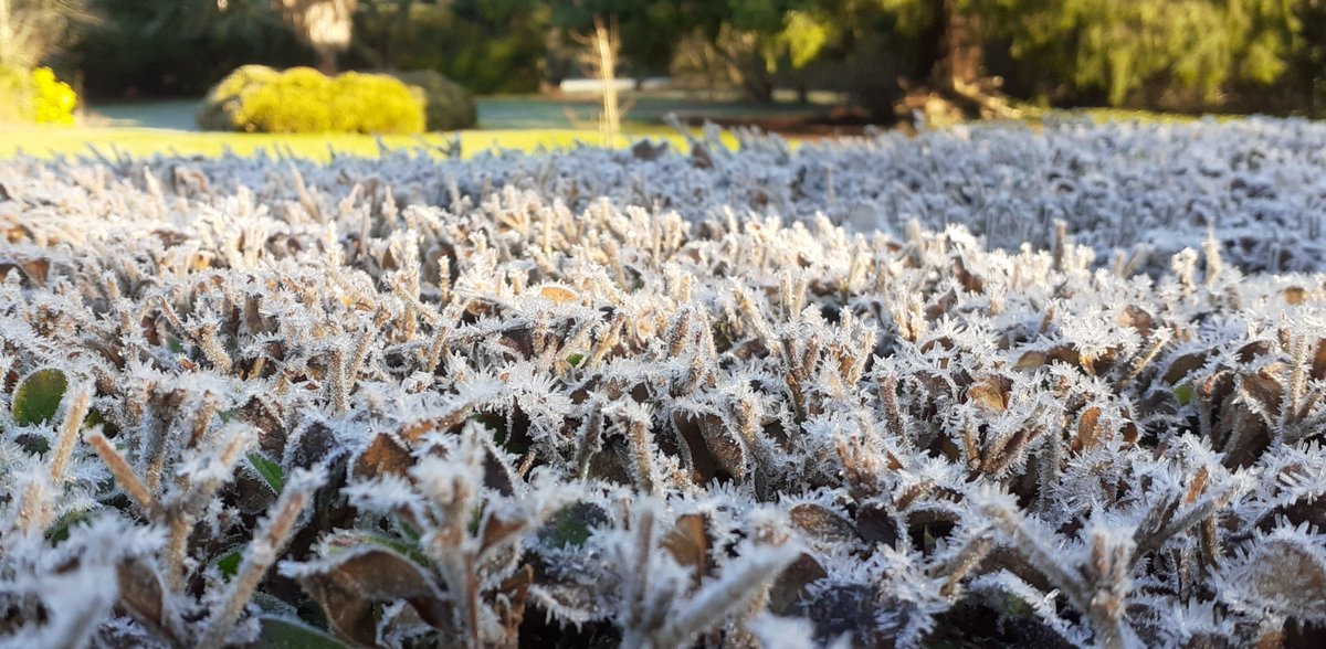 Dave Hodson Gardens tweet media